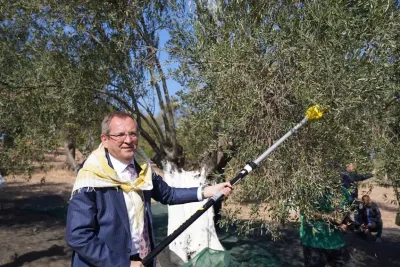 Ayvalık'ta Zeytin Hasadı Başladı: 21. Festival 29 Ekim'de Kapılarını Açacak