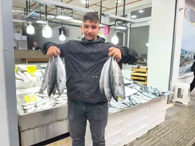 Sinop tezgâhlarında palamut bereketi: Fiyatı 50 liraya kadar düştü
