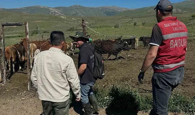 Aydıntepe'de üreticiye 15 ithal angus düve teslim edildi