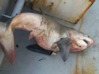 Saros Körfezi'nde Balıkçı Ağlarına Dev Köpek Balığı Takıldı