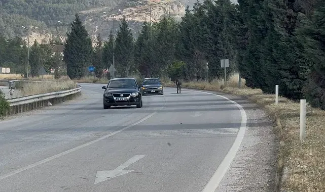 Kara yoluna çıkan eşek trafiği tehlikeye düşürdü