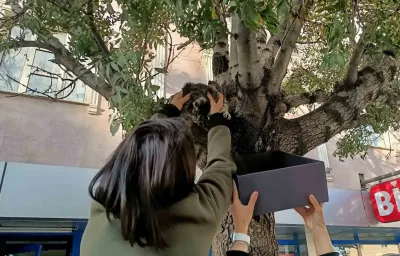 Erzincan'da Ağaca Çıkan Yavru Kedi Yaş Mamayla Kurtarıldı