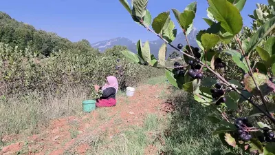 Hatay'da Amanos Dağları'nın Eteğinde Aronya Hasadı Başladı