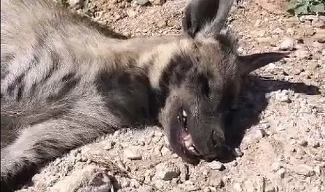 Şanlıurfa'da nesli tehdit altındaki çizgili sırtlan ölü bulundu