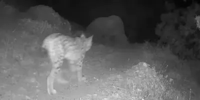 Tunceli Pülümür'de Fotokapana Yansıyan Yaban Hayatı Heyecan Yarattı