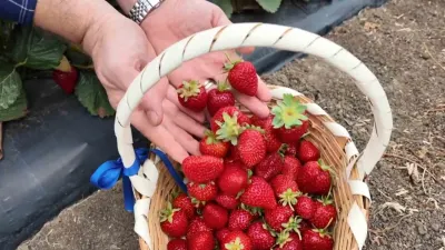 Tekirdağ'da Çilek Üretimine Devletten Yüzde 70 Hibe Desteği
