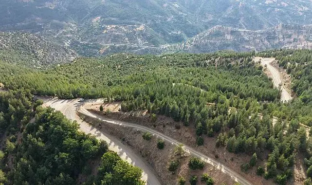 20 yıl önce serpilen sedir tohumları genç ormana dönüştü