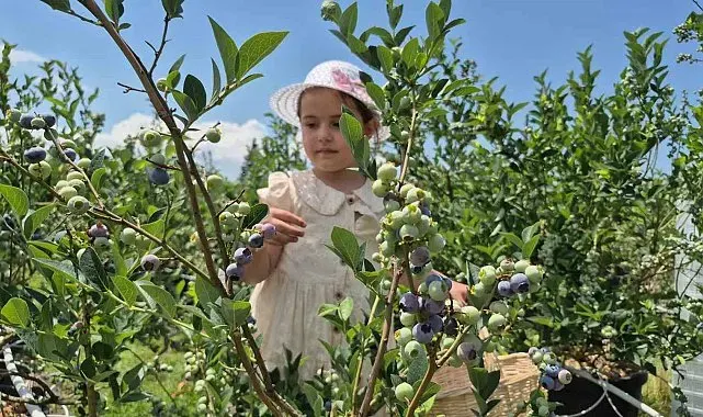 İlahiyat fakültesi öğrencisinden tarımda başarı hikayesi
