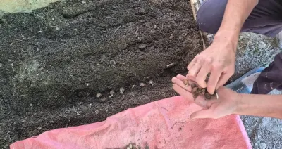 Kütahya Pazarlar'da Salep Üretim Alanları İncelendi