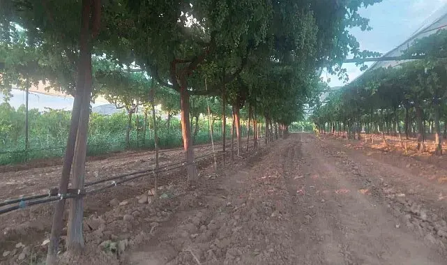 Sarıgöl bağlarında hedef ihracatlık kaliteli üzüm