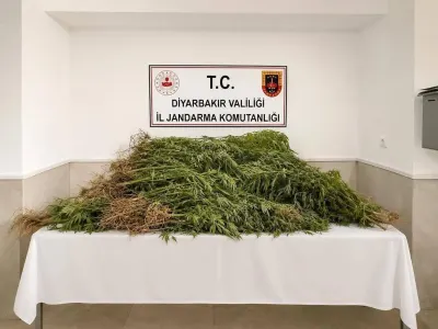Diyarbakır'da jandarma narkotik operasyonu: Yüz binlerce kenevir ele geçirildi