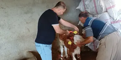 Şırnak'ta Hayvan Sağlığı İçin Aşılama ve Küpeleme Mesaisi
