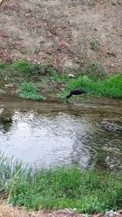 Bursa İnegöl'de Nadir Görülen Kara Leylek Kameraya Yansıdı