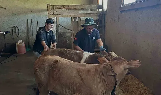 Aydıntepe'nin 8 köyünde buzağı küpeleme ve aşılama çalışmaları tamamlandı
