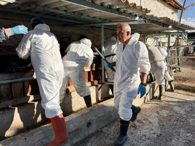 Çay İlçesinde İthal Damızlık Büyükbaş Hayvanların Sağlık Denetimleri Tamamlandı