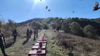 Zonguldak Ormanlarında Yaban Hayatını Destekleme Hamlesi: Sülünler Doğaya Salındı