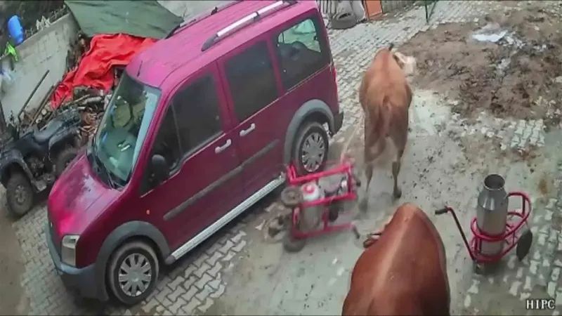 Amasya'da Öfkeli Boğa Süt Sağım Makinesini Boynuzuna Takıp Sürükledi