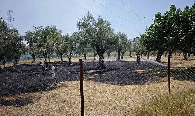 Nazilli'deki zirai alan yangını söndürüldü