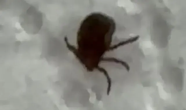 Kenenin ısırdığı vatandaş kontrol amacıyla hastaneye başvurdu