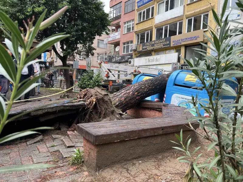 İzmit'te Parkta Devrilen Ağaç Sokak Ulaşımını Kapattı