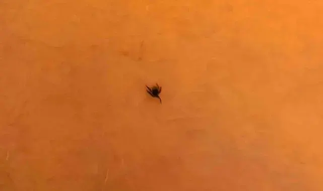 İnegöl'de kene alarmı