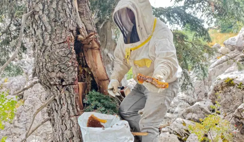TOROSLARIN ZİRVESİNDE FİRARİ ARI AVCILIĞI: KİLOGRAMI 8 BİN LİRADAN ALICI BULUYOR