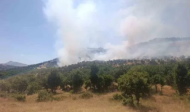 Diyarbakır'da ağaçlık alanda yangın: İtfaiye ve jandarmanın söndürme çalışmaları sürüyor