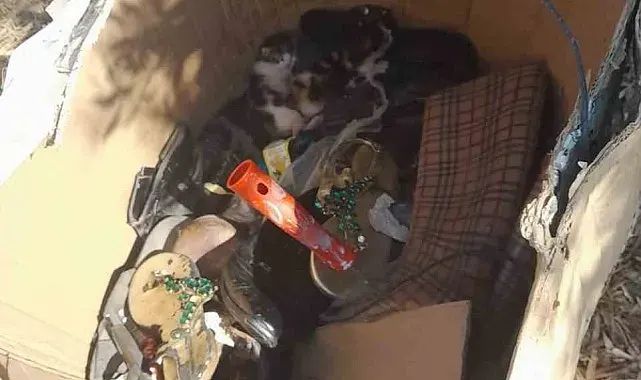 Belediye ekibinin dikkati yavru kedileri hayata bağladı