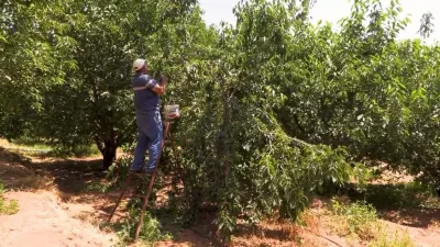 NİĞDE EMİRLER'DE KAPALI SİSTEM SULAMA KİRAZ ÜRETİMİNİ ARTIRDI