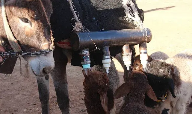 Semere yerleştirdiği biberonlarla sürü psikolojisini yönetiyor