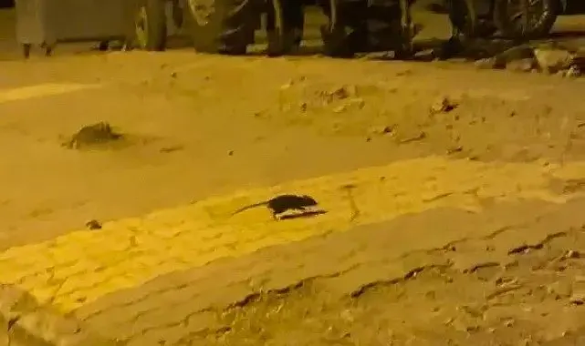 Lağım fareleri korkutuyor