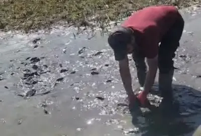 Hakkari'de Kuruyan Sazlıkta Can Pazarı: Çamurdaki Balıklara Tankerle Su Takviyesi