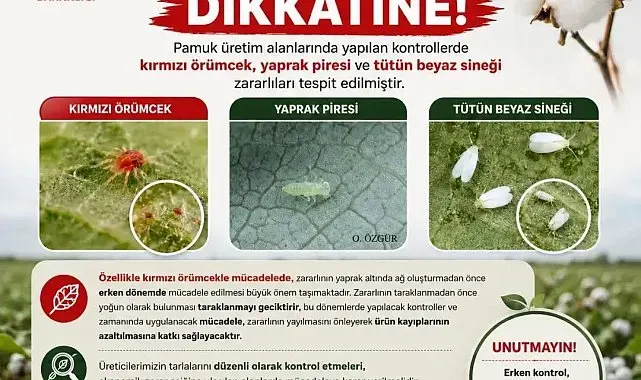 Aydınlı pamuk üreticilerine zararlı uyarısı