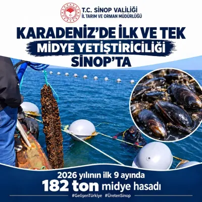 Sinop'ta Midye Üretimi Sürüyor: 9 Ayda 182 Ton Hasat Edildi