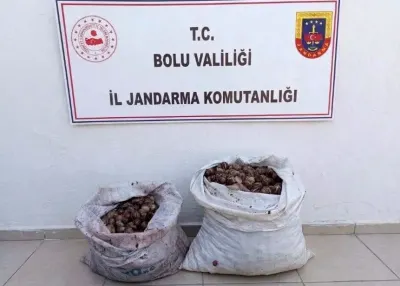 Bolu'da İzinsiz Salyangoz Toplayan 2 Kişiye Cezai İşlem Uygulandı