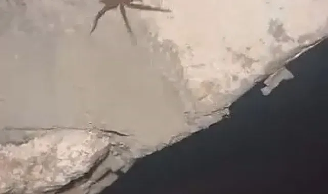 Elazığ'da zehirli sarıkız örümceği görüldü