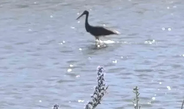 Çoruh Nehri'nde balık avlayan kara leylek kamerada