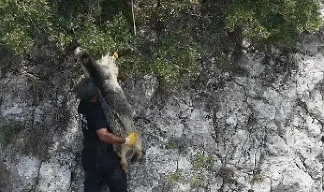 Uçurumda mahsur kalan keçiyi itfaiye kurtardı