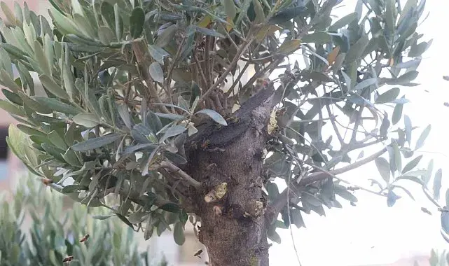 Sokağı istila eden arılara denk gelen arıcı, oğulu korkmadan çıplak elle topladı