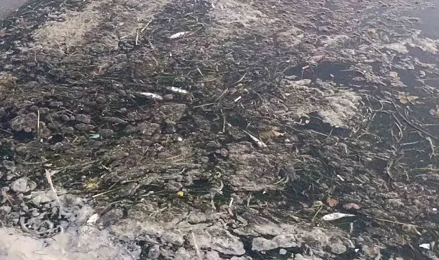 Değirmenaltı Deresi'nde balık ölümleri inceleniyor: Kurumlar seferber oldu