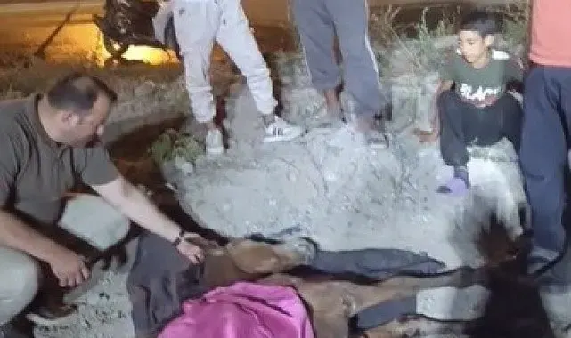Minibüsün çarptığı başıboş at "Haybulans" ile tedaviye alındı