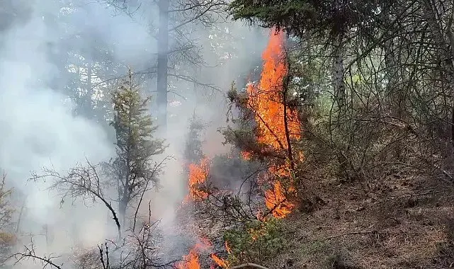 Kütahya'da orman yangını, ekipler alevlere müdahale ediyor