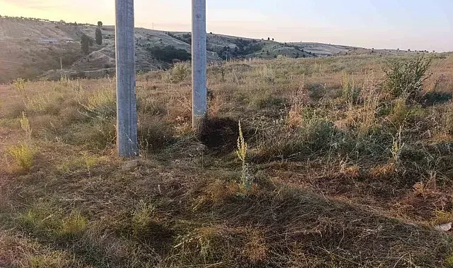 Bilecik'te elektrik akımına kapılan kuş yangına sebep oldu