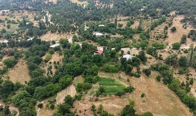Feke'nin dağ köyünde sarı kantaron ve kekik geleneksel yöntemlerle şifa kaynağına dönüşüyor