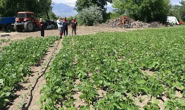 Tescilli Işıl-24 kuru fasulyesinin üretimi sürüyor