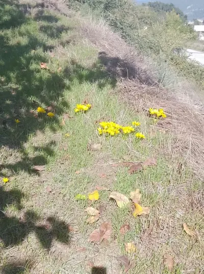 Bilecik'te sonbaharda açan çiğdemler doğayı renklendirdi