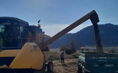 Kahramanmaraş Andırın'da ayçiçeği hasadı heyecanı