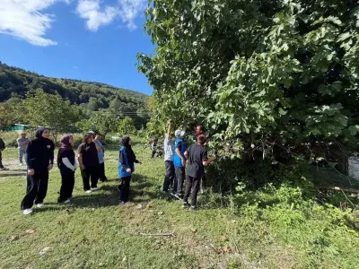 Sinop Erfelek'te gençler imece usulüyle incir ve ceviz topladı