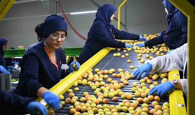 Malatya'da yaş kayısı ihracatı başladı