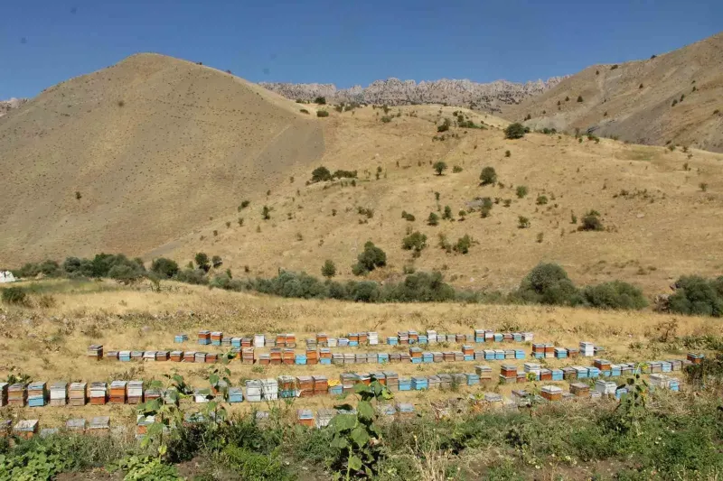 Şırnak dağlarında bal bereketi: Arıcılar yüksek rekolteyle hasada hazırlanıyor